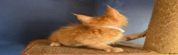 Maine Coon cats for sale: Tica MaineCoon  - Advert 25