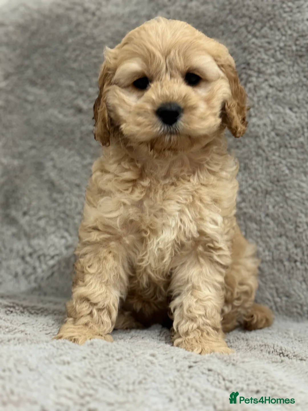 Cavapoo dogs for sale: Adorable Cavapoos – 1 Boy, 3 Girls - Advert 1