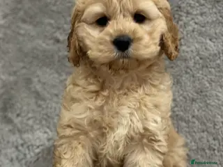 Cavapoo dogs Adorable Cavapoos – 1 Boy, 3 Girls - Advert 1