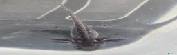 Axolotl reptiles for sale: Juvenile axolotls - axanthic and albino axanthic  - Advert 5