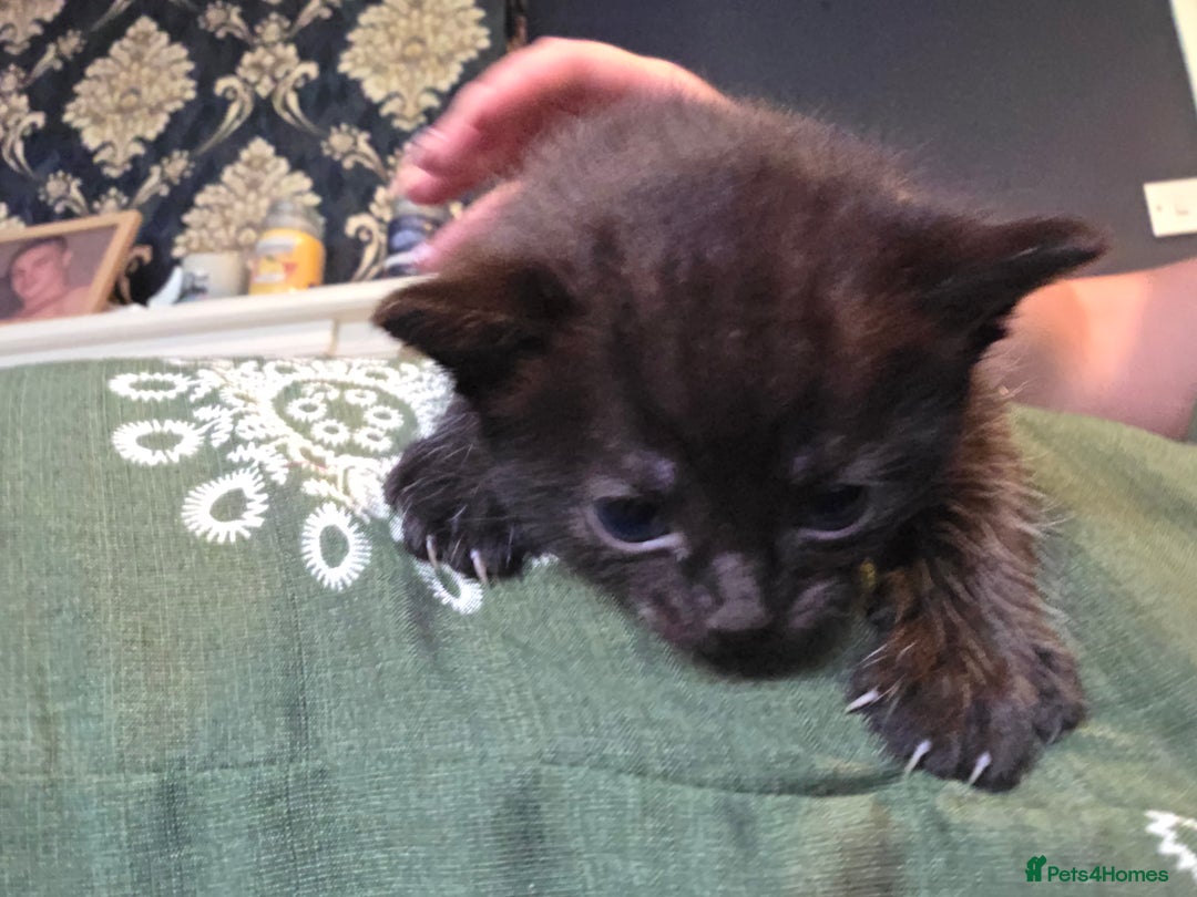 Ragdoll cats for sale: Ragdoll x tabby cat - Image 25