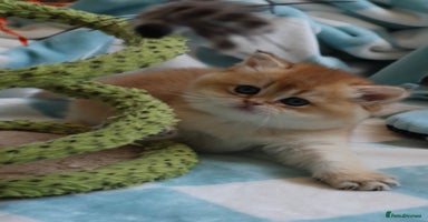 British Shorthair cats 🧿Exclusive Golden BritishShorthair ready 31.12 🧿 - Advert 8