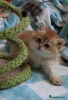 British Shorthair cats 🧿Exclusive Golden BritishShorthair ready 31.12 🧿 - Advert 8