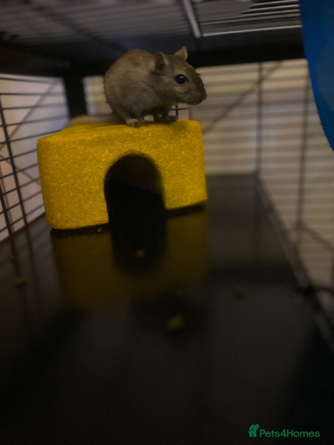 Gerbil rodents for sale: 2 male gerbils for sale (Milo&mickey) - Advert 2