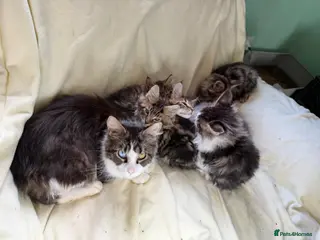 Maine Coon cats TICA registered Maine Coon Kittens All Boys - Advert 1