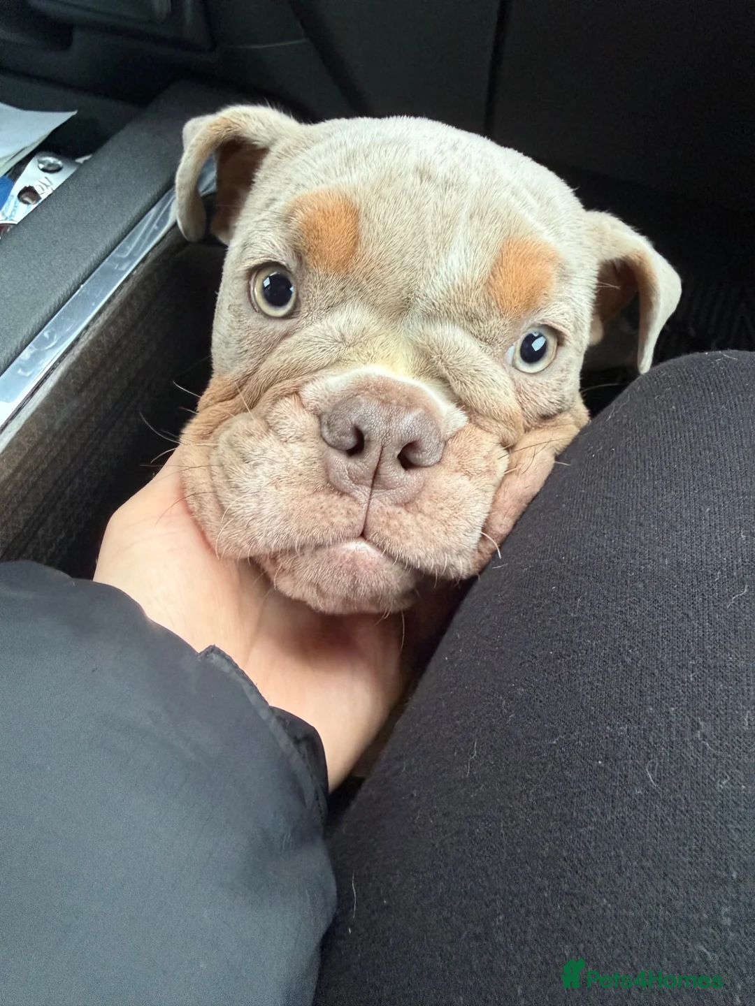 English Bulldog dogs for sale: 10 month old Female English Bulldog  - Advert 3