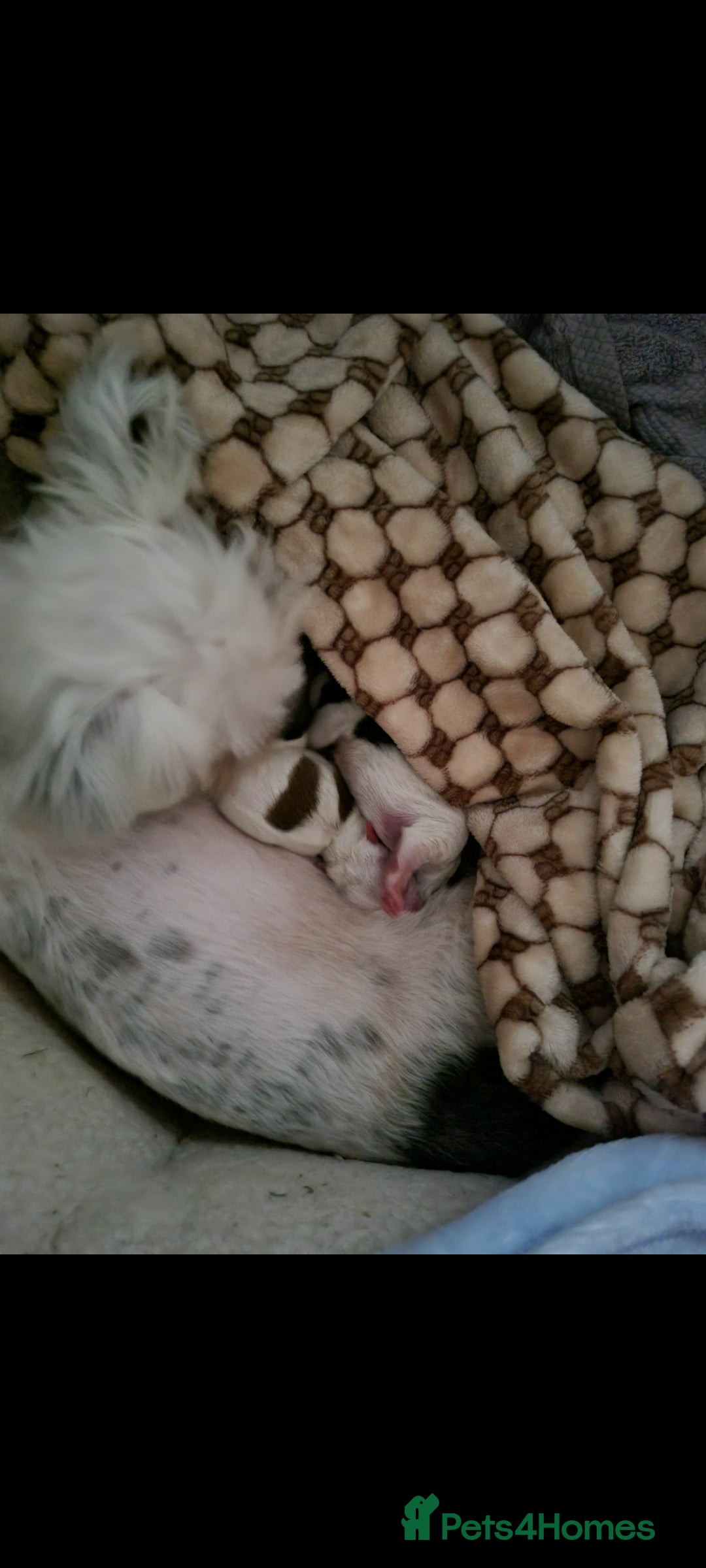 Zuchon dogs for sale: Tiny shihion for sale - Image 2
