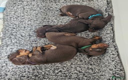 Miniature Dachshund dogs for sale: long and shorthaired chocolate. Both parents KCd - Image 10