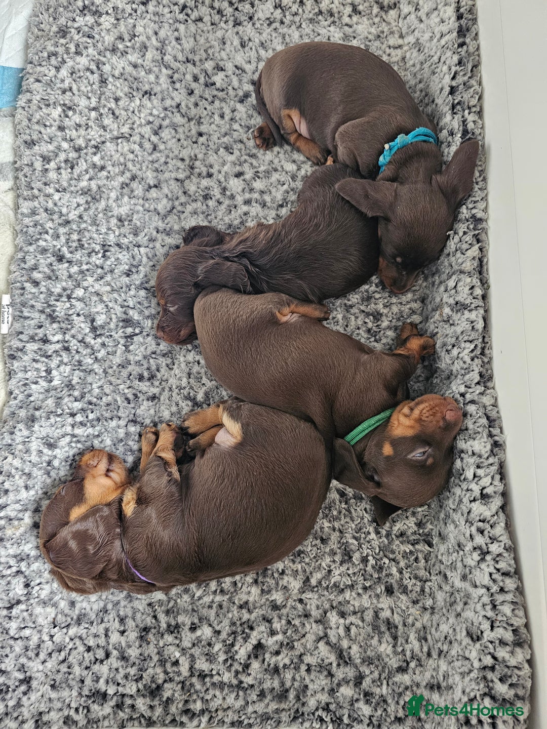 Miniature Dachshund dogs for sale: long and shorthaired chocolate. Both parents KCd - Image 10