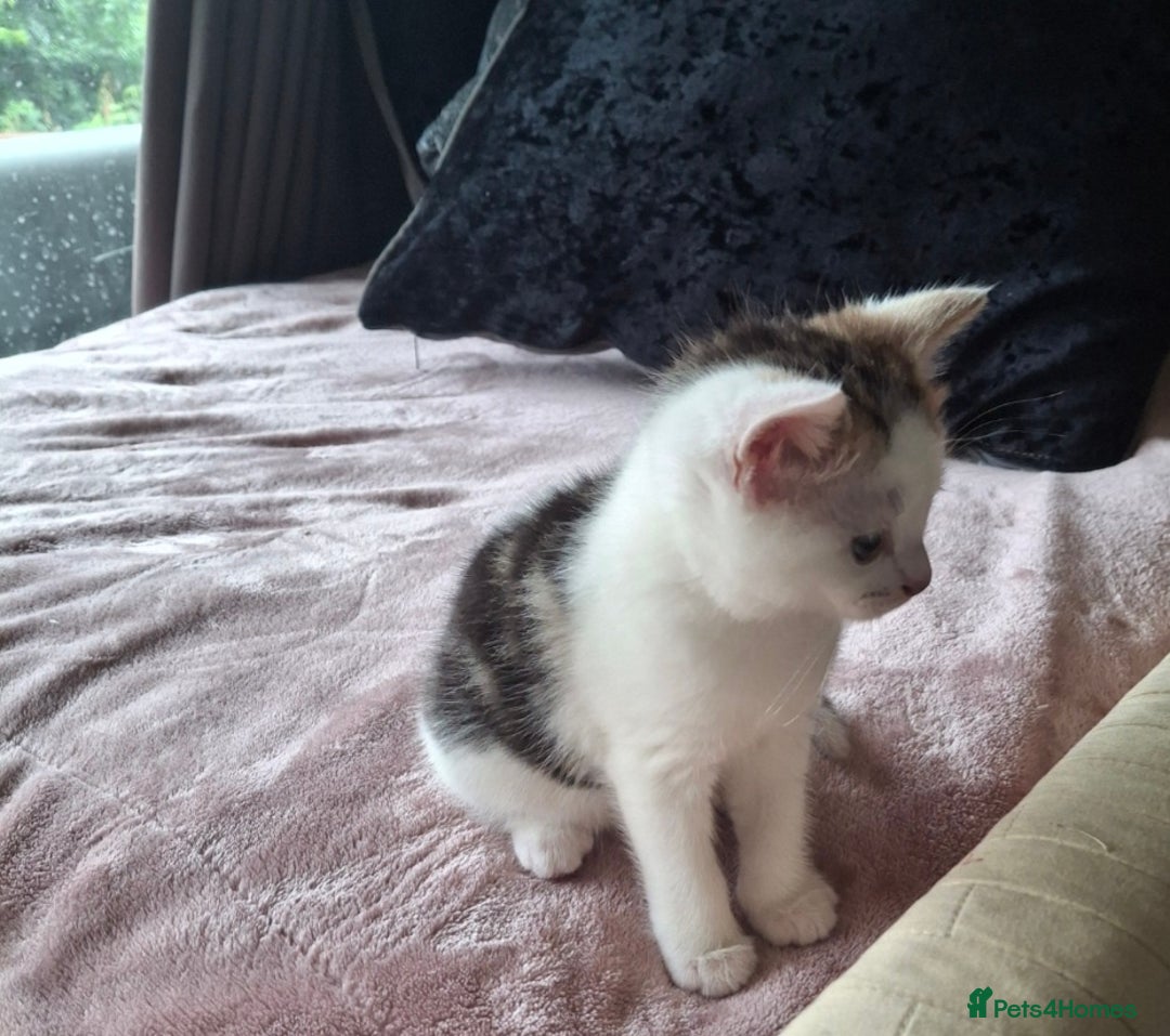Mixed Breed cats for sale: 3 Adorable Fluffy Kittens - Image 15