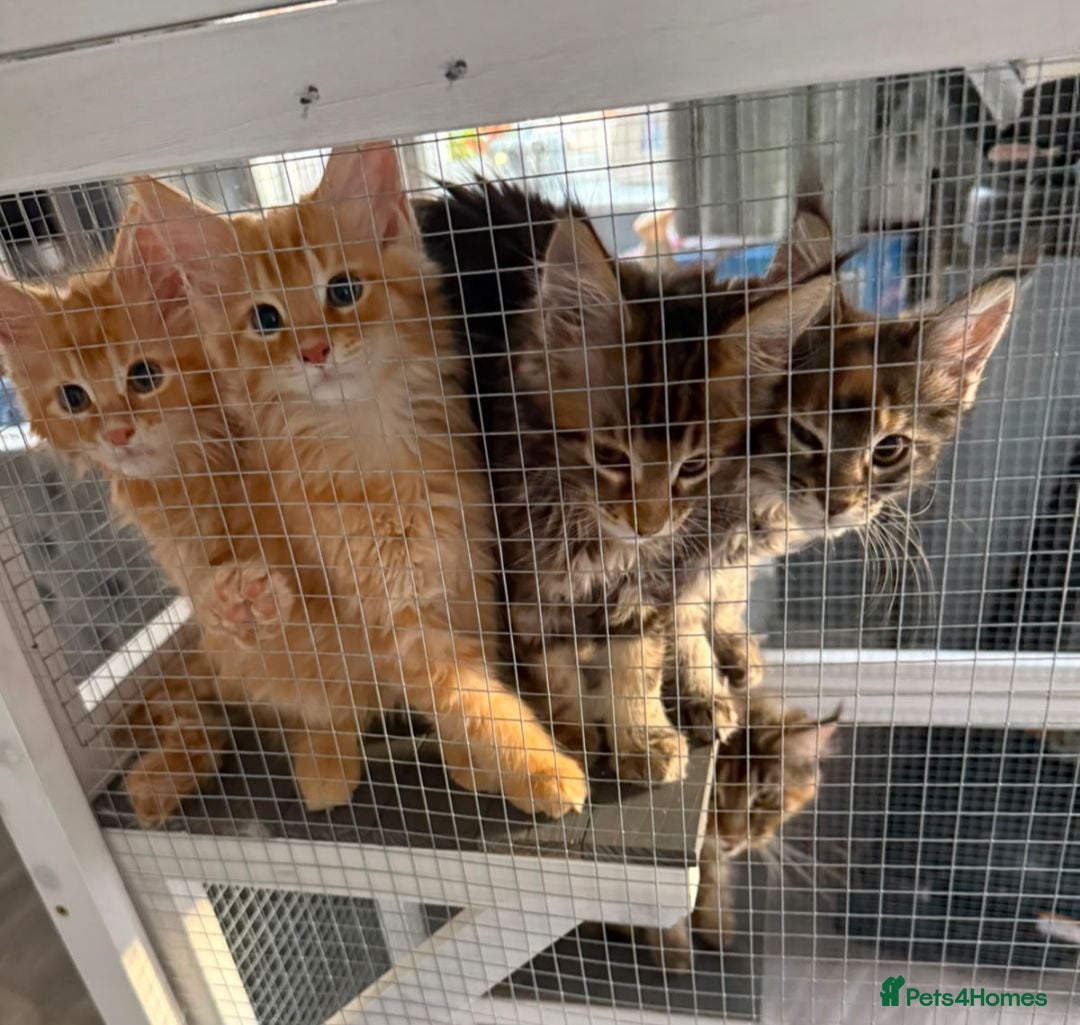 Maine Coon cats 4 Cuddly Maine Coon Kittens Rare Ginger Tabby Girl - Advert 16