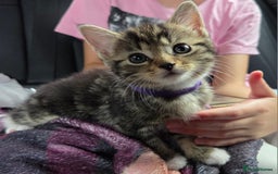 British Longhair cats for sale: 7 weeks old tabby female kitten - Image 1
