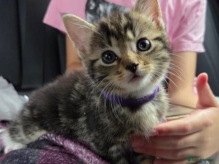 British Longhair cats - Advert 4