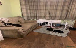 Border Collie dogs for sale: Border Collie Puppies - Image 11