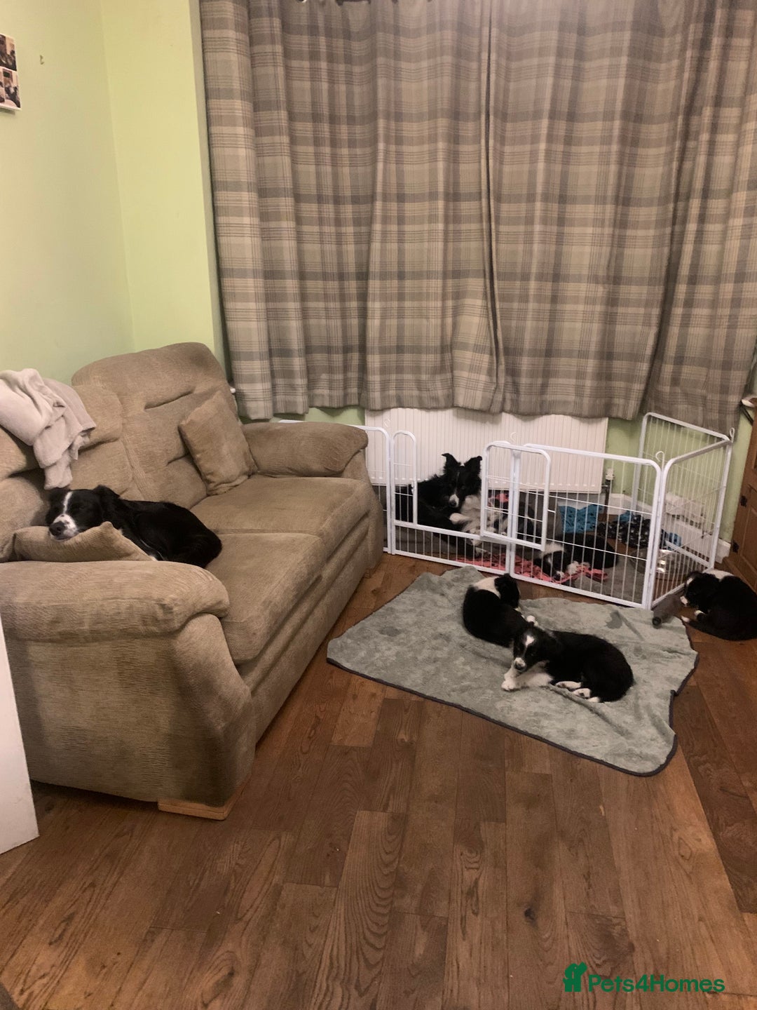 Border Collie dogs for sale: Border Collie Puppies - Image 11