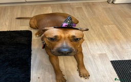 Mixed Breed dogs for sale: Maple is looking for her forever home - Advert 6