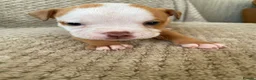 Mixed Breed dogs for sale: 3/4 English bulldog 1/4 American bulldog  - Advert 7