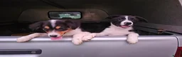 Border Collie dogs for sale: Beautiful Border Collie Puppies - Advert 4