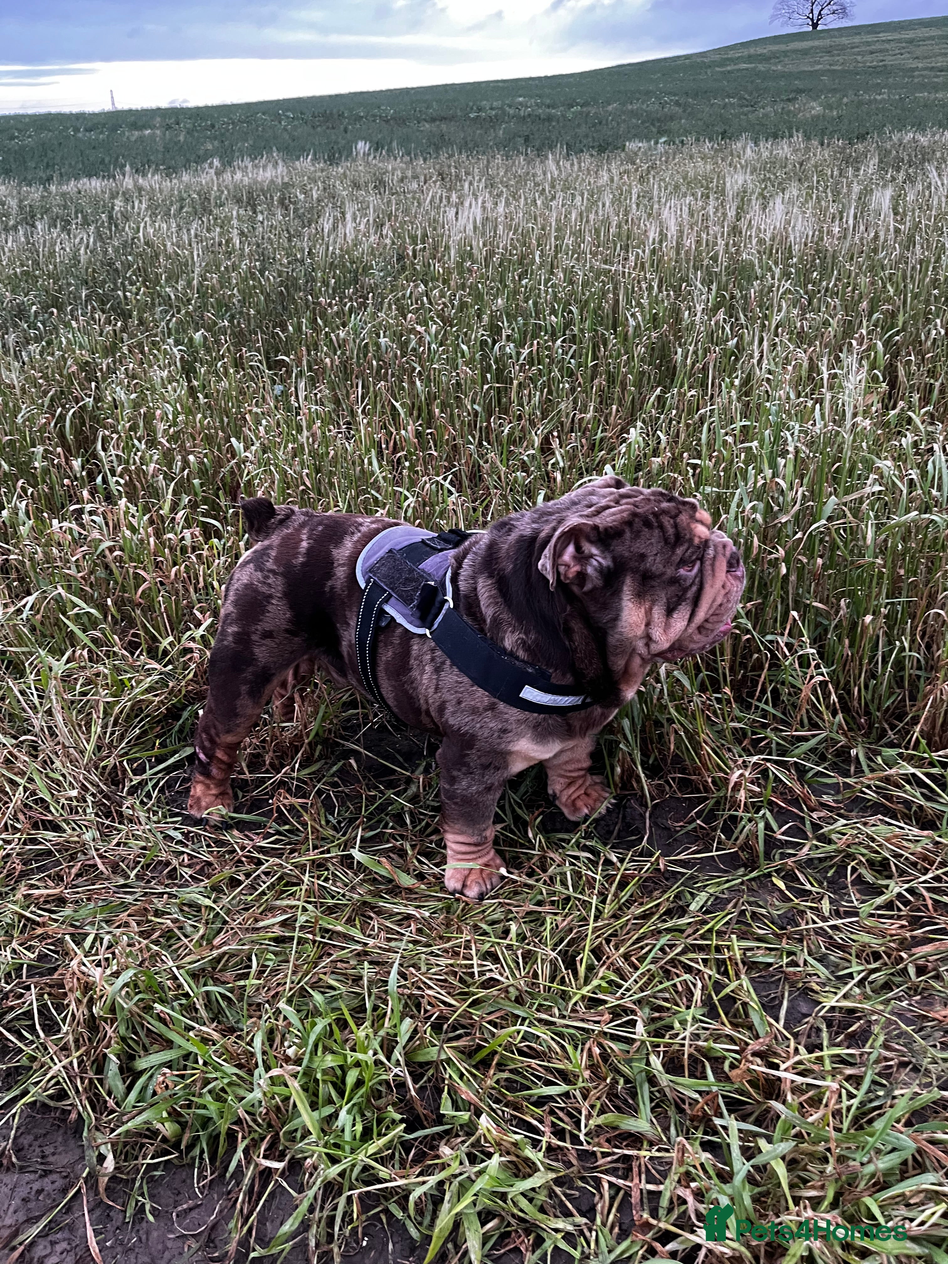 English Bulldog dogs ❗️Jan sale ❗️Mr. Emperor 🍫 - Advert 14