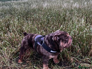 English Bulldog dogs ❗️Jan sale ❗️Mr. Emperor 🍫 - Advert 14