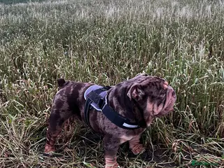 English Bulldog dogs ❗️Jan sale ❗️Mr. Emperor 🍫 - Advert 22