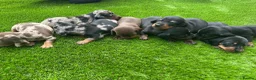 Dachshund dogs for sale: Beautiful Dachshund Puppies  - Advert 8