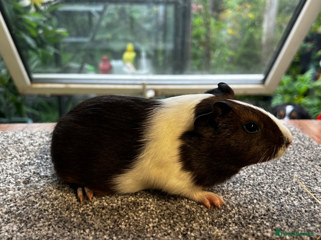 Guinea Pig rodents for sale: Bonded group of young boars - Image 12