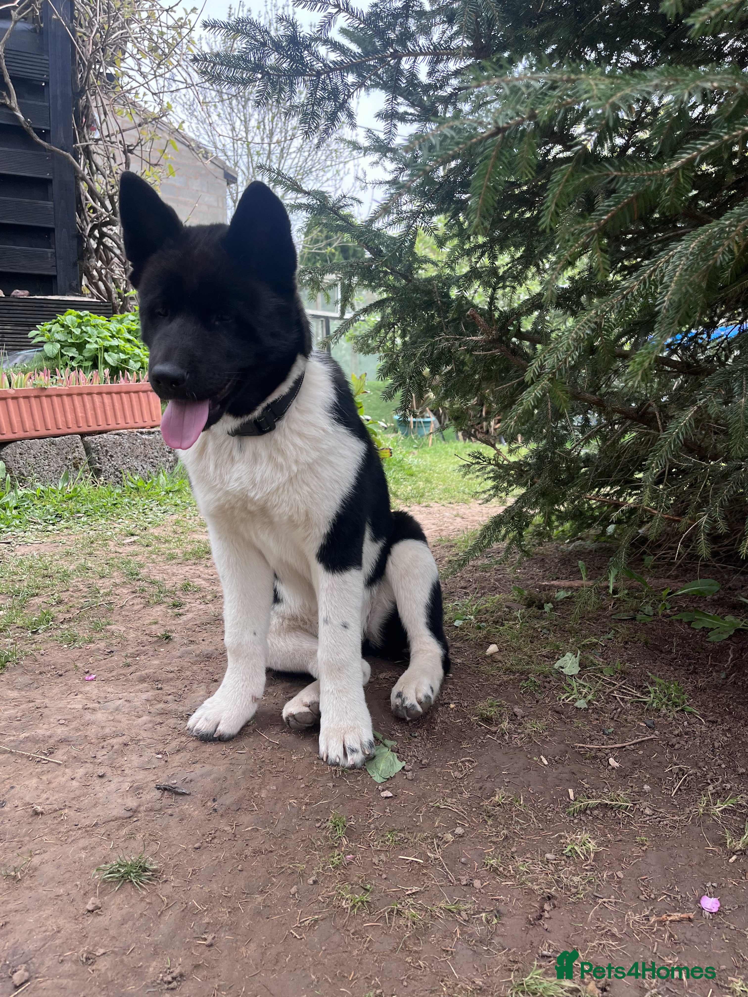 Akita dogs Female American Akita puppy £850 in Coventry - Advert 13