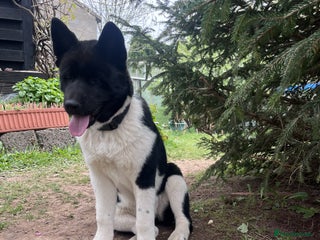 Akita dogs in Coventry - Advert 8