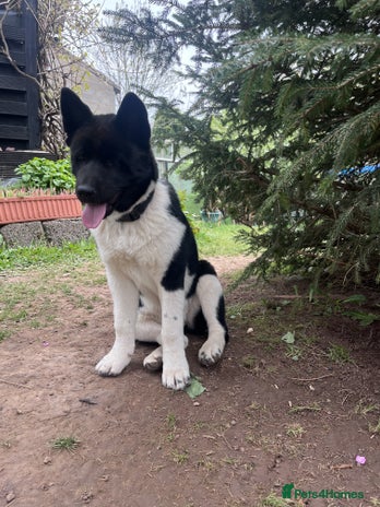 Akita dogs in Coventry - Advert 1