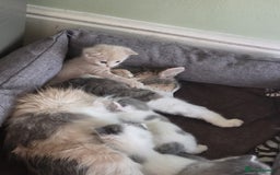 British Shorthair cats for sale: Two beautiful kittens, one male and one female  - Image 1