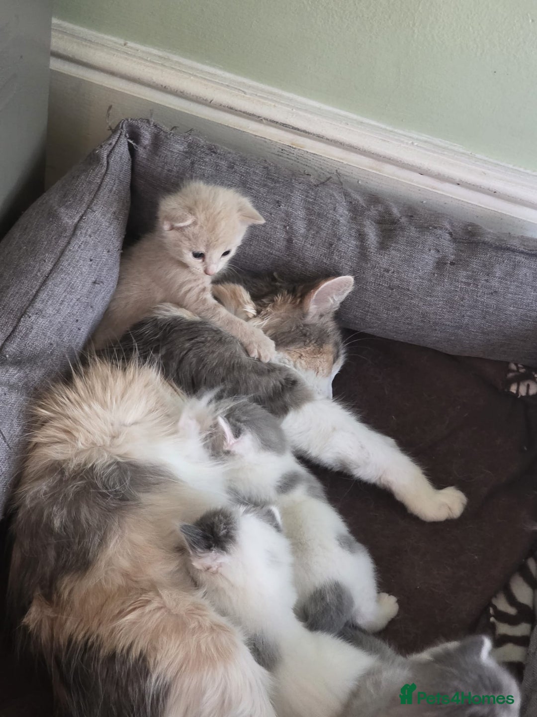 British Shorthair cats for sale: Two beautiful kittens, one male and one female  - Image 1