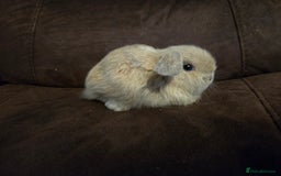 Mini Lop rabbits for sale: Beautiful mini lops  - Image 3