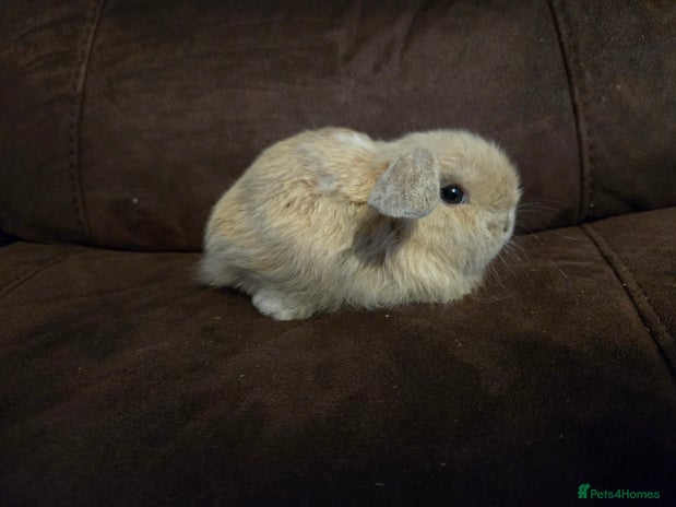 Mini Lop rabbits - Advert 12
