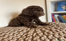 Mixed Breed dogs for sale: Australian Goldendoodles stunning BOYS ONLY   - Image 17
