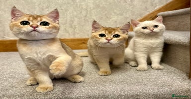 British Shorthair cats - Advert 2