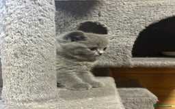 British Shorthair cats for sale: Adorable BSH kittens - Image 21