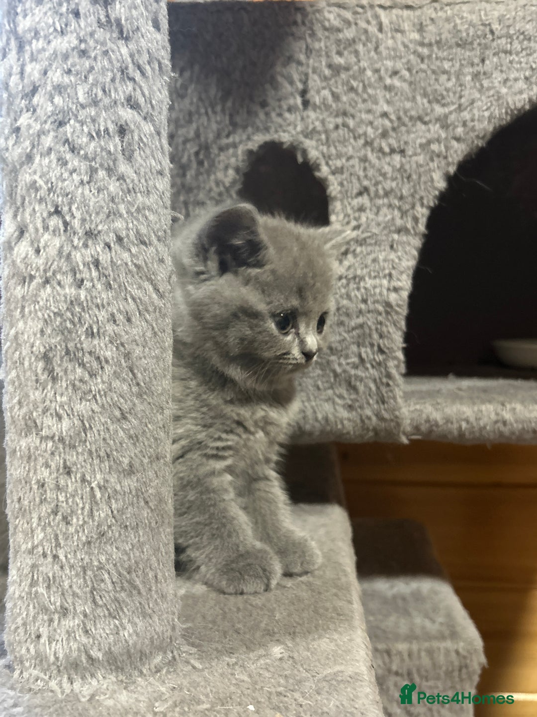 British Shorthair cats for sale: Adorable BSH kittens - Image 21