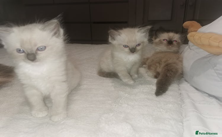 Ragdoll cats - Advert 1