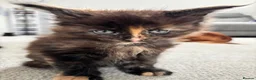 Maine Coon cats for sale: 7 adorable Pure Bred Mainecoon - Advert 28
