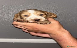 Cocker Spaniel dogs for sale: Working Cocker spaniel  - Image 9