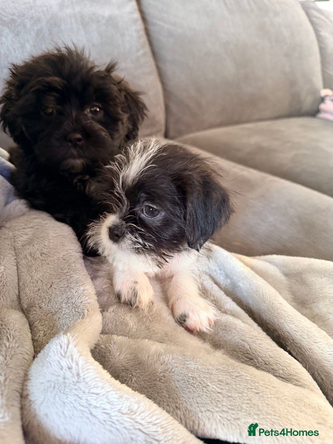 Zuchon dogs for sale: Shihzu x Bichion x Westie - Advert 11