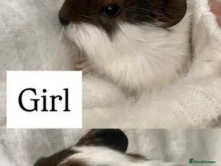 Guinea Pig rodents Beautiful Guinea pigs - Advert 17