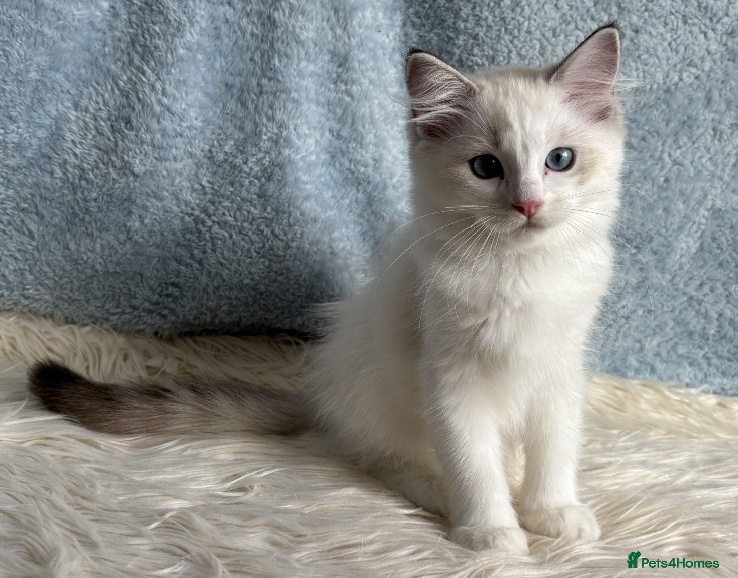 Ragdoll cats Beautiful Tica Register Kittens Ragdoll - Advert 2