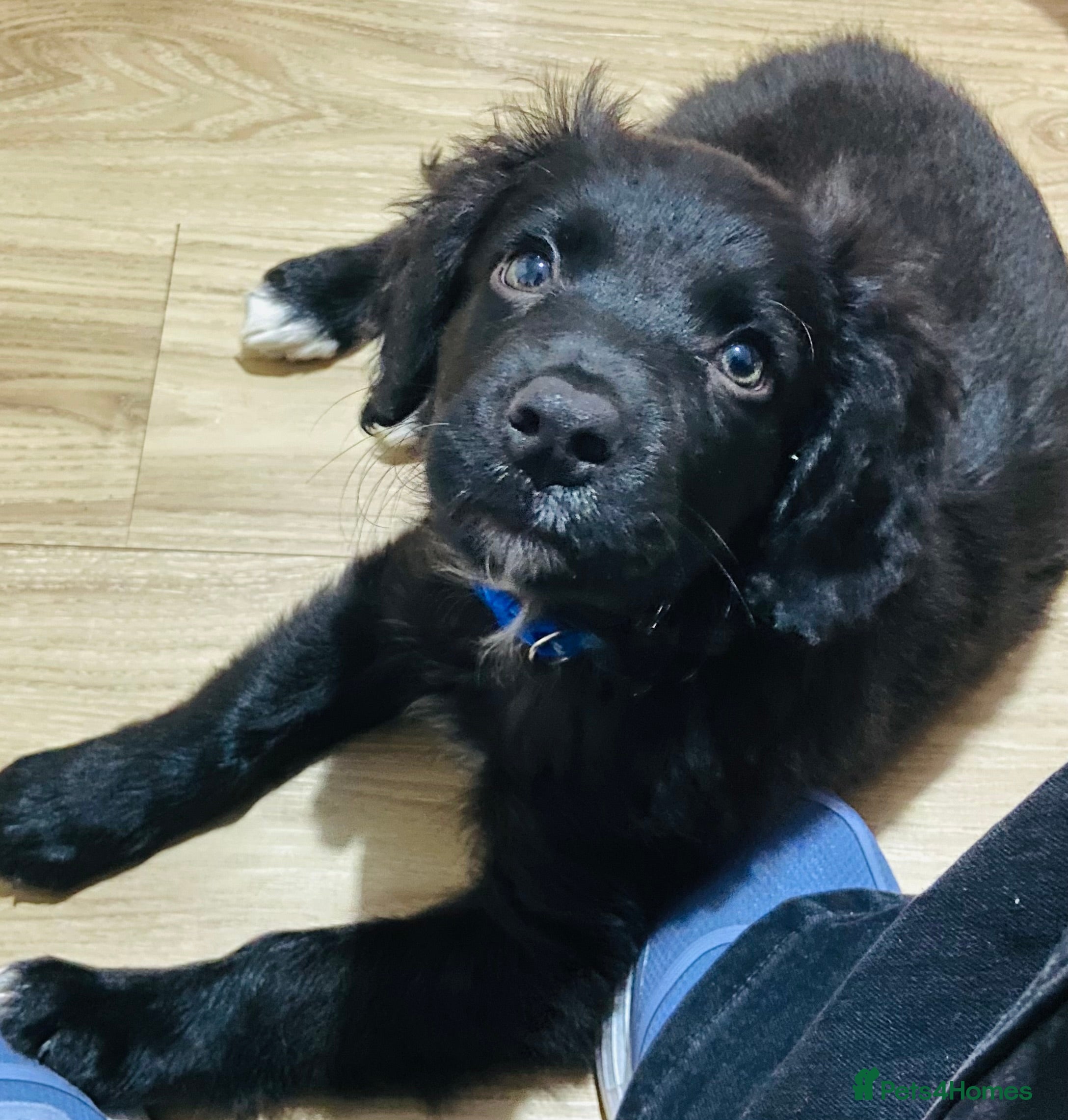 Mixed Breed dogs Sprollie - Happy Boy Needs Rehoming 🥰 - Advert 1