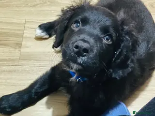 Mixed Breed dogs Sprollie - Happy Boy Needs Rehoming 🥰 - Advert 2