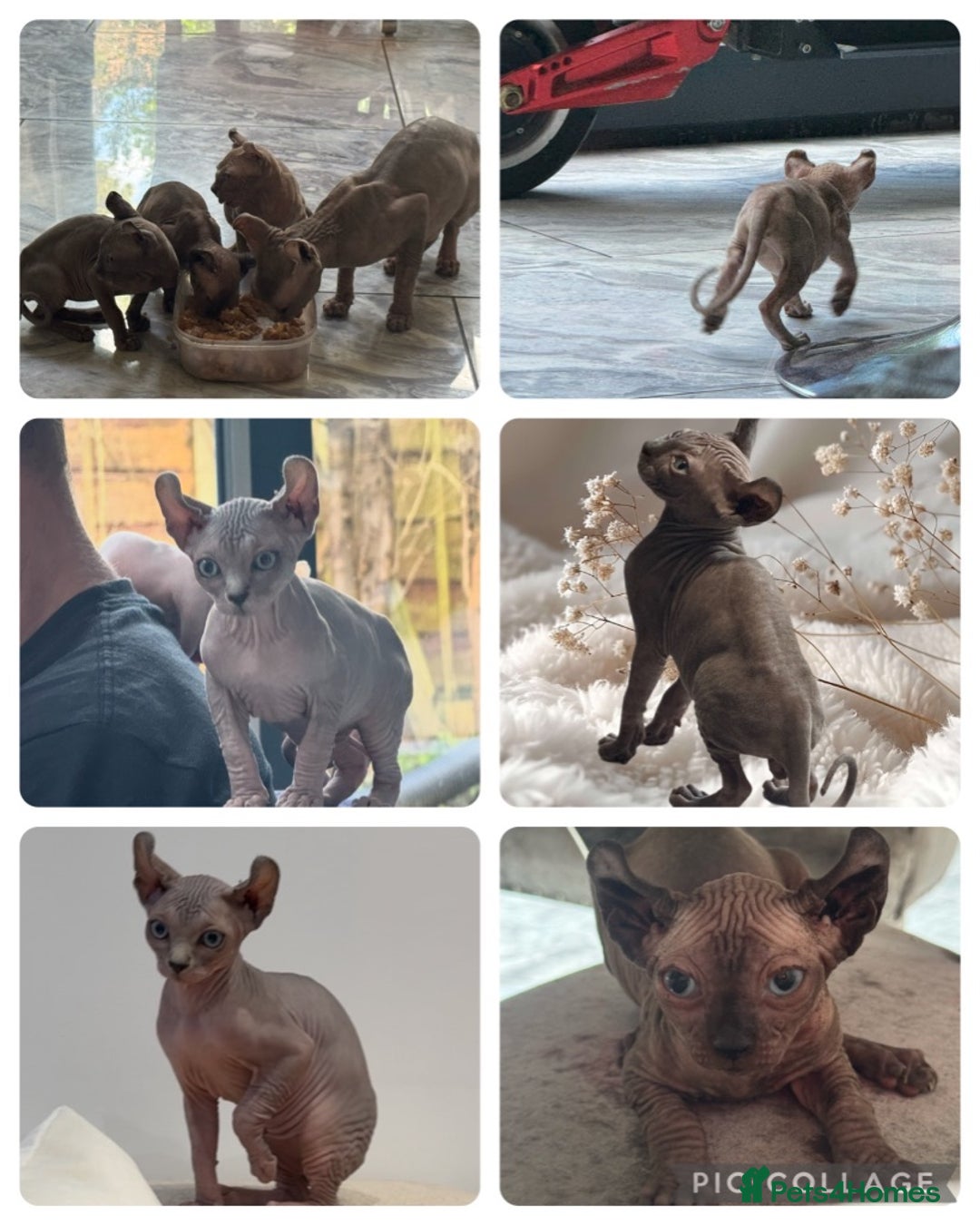 Sphynx cats for sale: FAB OPPORTUNITY! adults&kittens active TICA reg! - Image 4