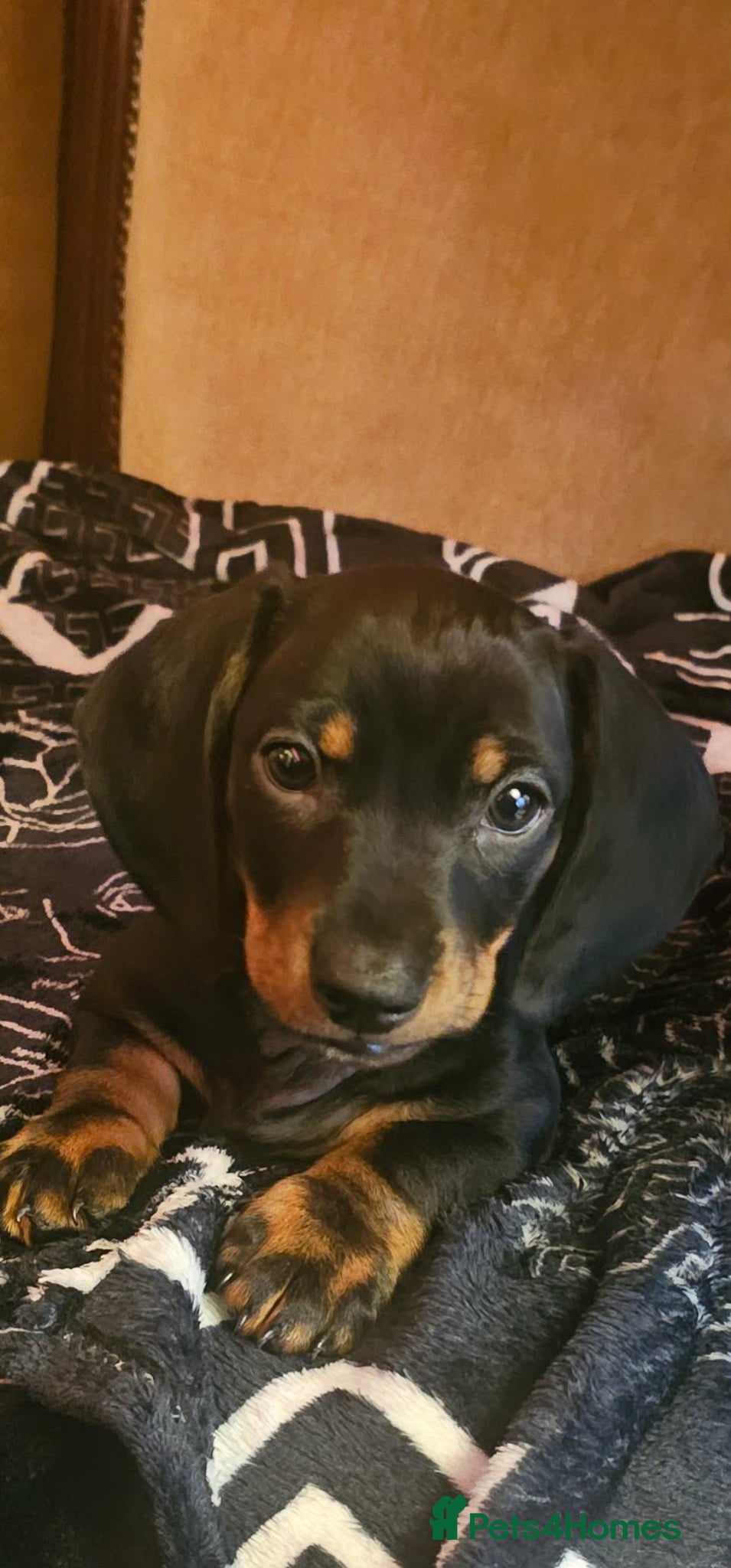 Dachshund dogs Short-legged Dachshund medium-sized - Advert 5