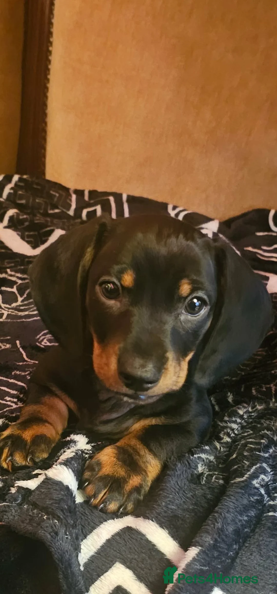 Dachshund dogs for sale: Short-legged Dachshund medium-sized - Advert 1