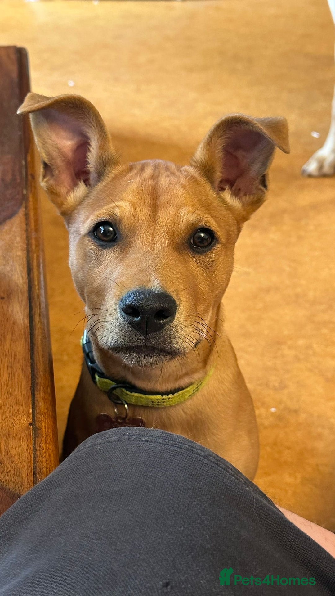 Mixed Breed dogs for sale: 7 month old female  - Advert 1